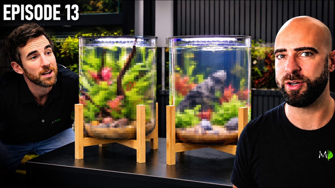 Kit Aquarium Competition: MD vs Steph |EP13| Warehouse To Fish Studio