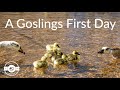 Super Cute Birds - A Goslings First Day