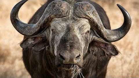 Buffalo hunting full slow motion video 2017 please subscribe and like my videos thank you friends