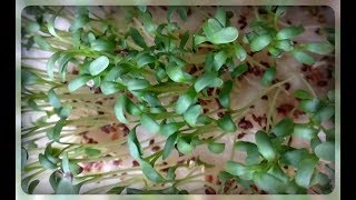 Кресс - салат на подоконнике. Самый необычный способ выращивания Кресс - салат на подоконнике. Самый необычный способ выращивания