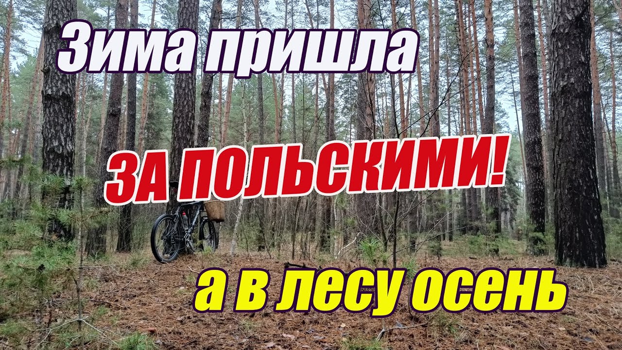 Грибы декабря. Зима пришла, а в лесу осень! За польскими! 1.12.25