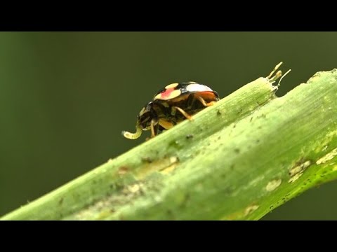 Vidéo: Dégâts aux plantes de légionnaire - Comment contrôler les chenilles légionnaires dans les jardins