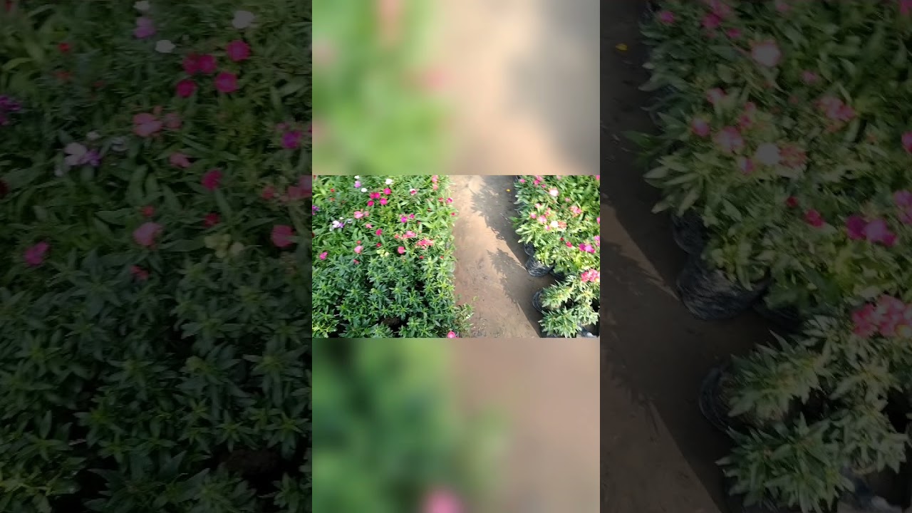 Nursery Visit ll Beautiful plants & Flowers🌺🌷🥀l Cheapest Price plant Nursery ll Patiala Nabha Road