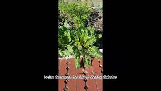 API Agriculture Program