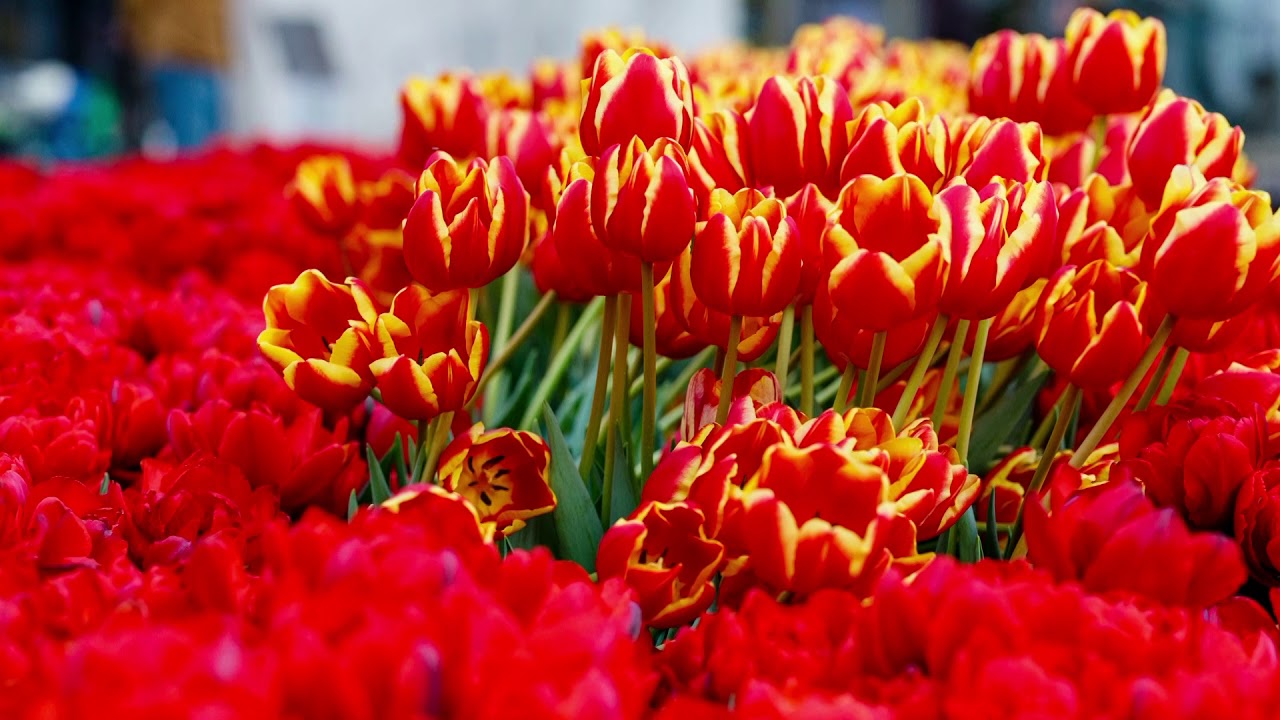 Orgelmusik zur Marktzeit 'online' am 18. April 2020 aus der Kilianskirche Heilbronn