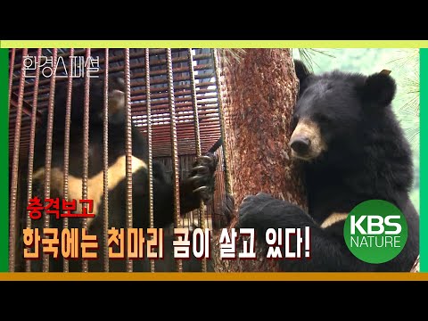 반달가슴곰 천마리, 한국 어디에 살고 있나? [환경스페셜 – 사육곰 30년만의 희망] / KBS 20101027