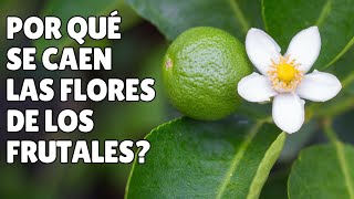 Por qué las Flores de tus Frutales y Hortalizas se Caen 🌸🌳🍂 by Manos de Tierra 8,628 views 3 months ago 11 minutes, 45 seconds