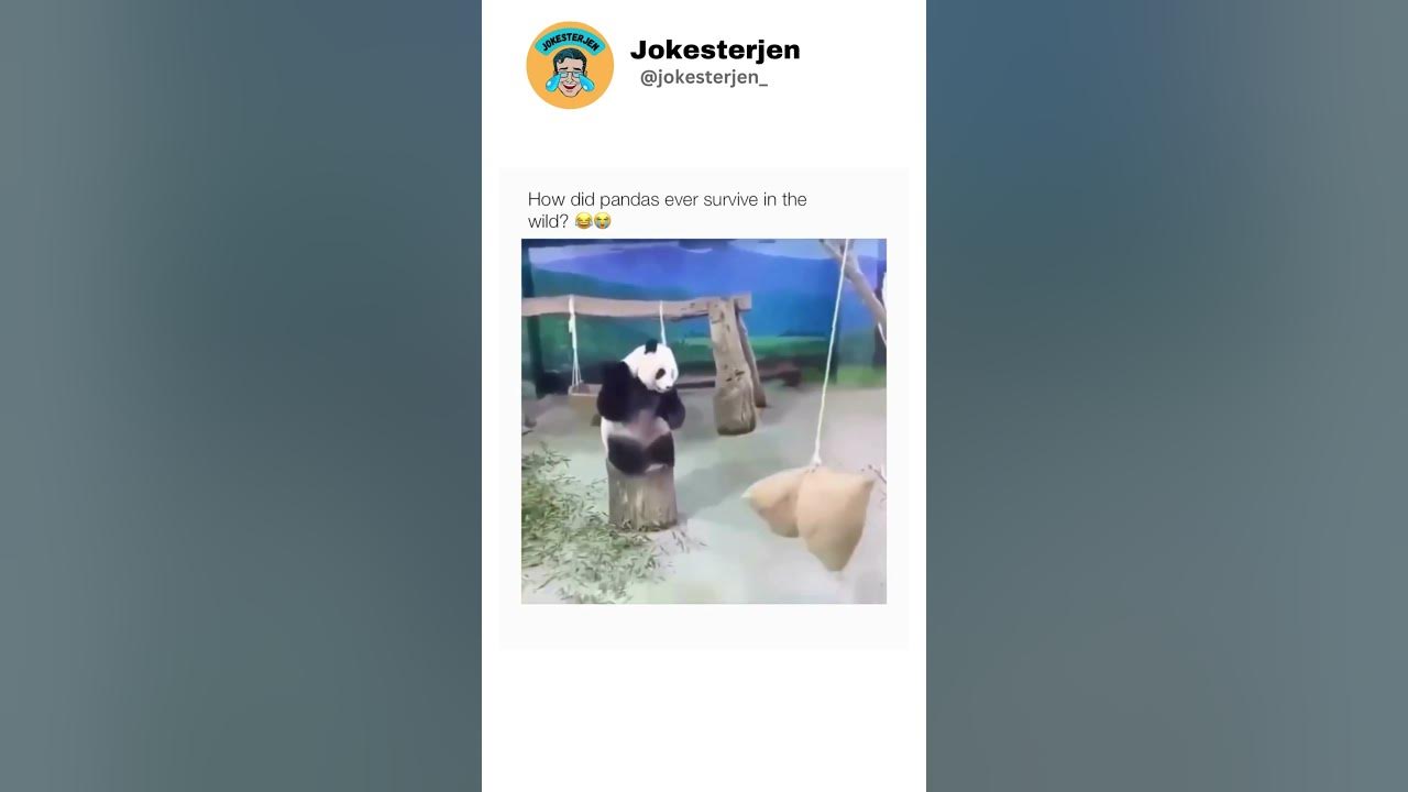 How did pandas survive in the wild shorts animals panda youtube