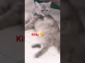 Kitty 