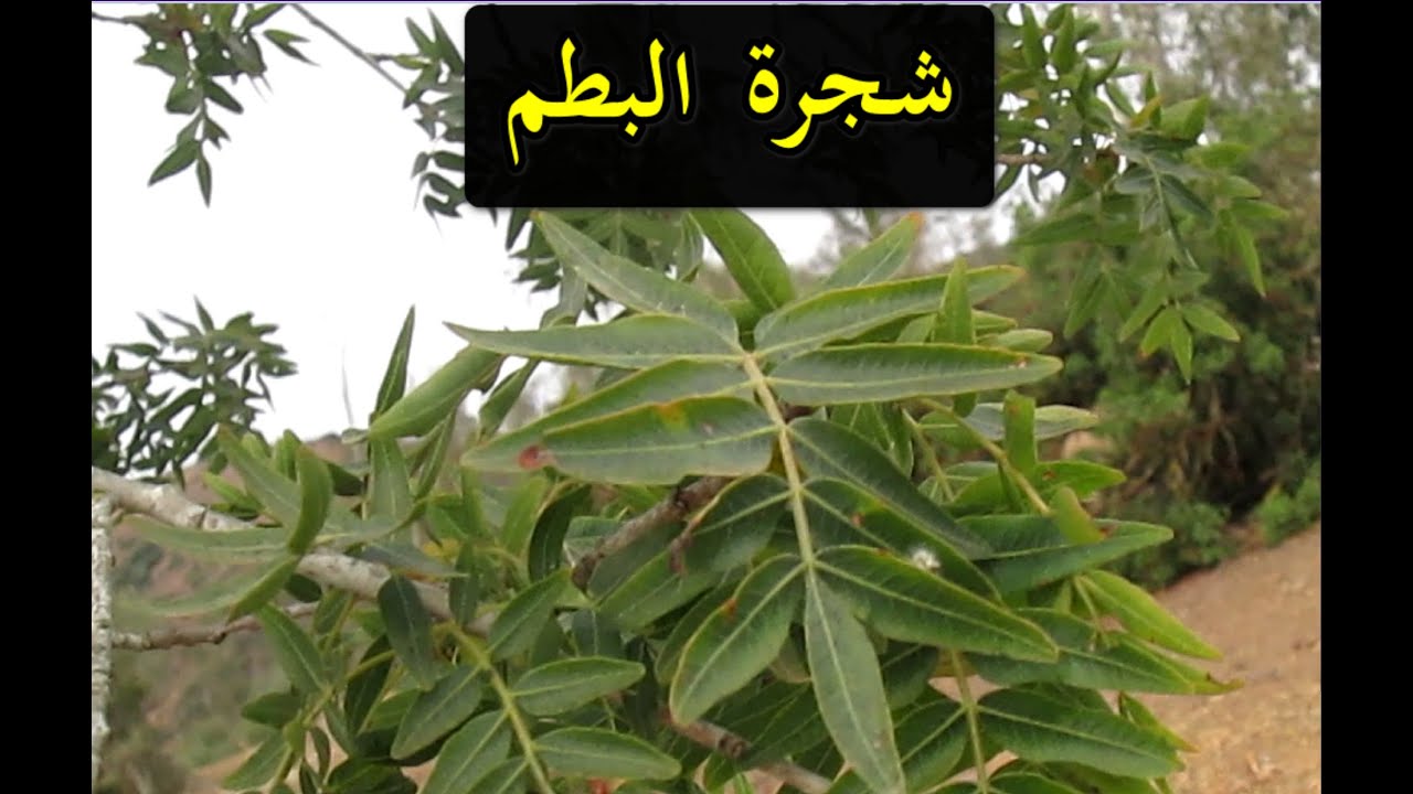 البطم اللعشبة 29 من السلسلة التعريـفـية بالأعشاب الطبية الموجودة في ...