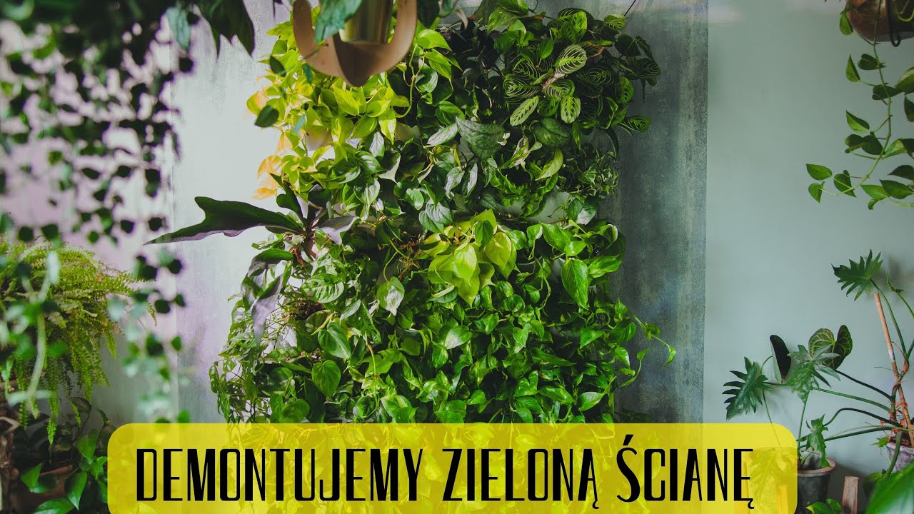 To już jest koniec… Demontujemy zieloną ścianę plus update budowlany - na czym stoimy??