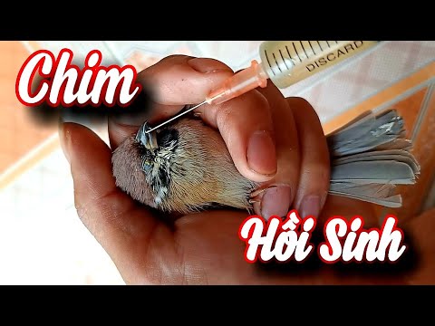 Video Hồi Sinh Chú Chim Bị Bỏ Rơi - Sống Thả Đi - Không Thì... - youtube
