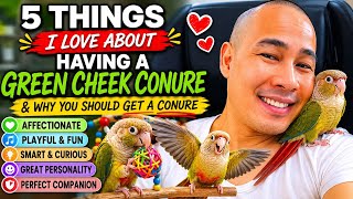 5 Things That I Love About Having a Pineapple Green Cheek Conure & Why You Should Get a Conure