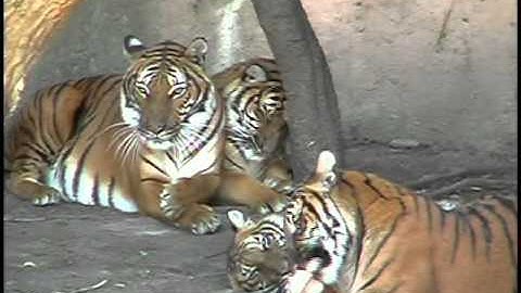 CREATION vs. EVOLUTION MUSIC VIDEO PART 1 - Secular scientists question evolution