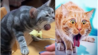 Funny Cat Reactions on Smelling Weird Things