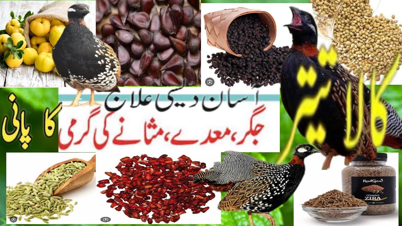black francolin/ kala teetar maday jegar garmi pani/ تیتر کی معدے جگر کی گرمی ختم #kalateetarawaaz