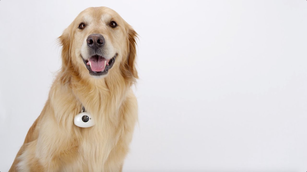 PAWSCAM Smart, Wearable Camera for dogs YouTube