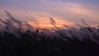Crickets & Wind at Sunset on the Grassy Hill | Nature Ambience for Relaxation & Sleep | 10 Hours
