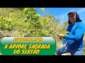 CONHEÇAM O UMBUZEIRO,A ÁRVORE SAGRADA DO SERTÃO/FRUTAS DO NORDESTE/Bora pra Roça?