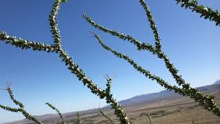 Ocotillo, Fouqueria splendens
