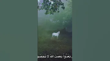 وآتاكم من كل ما سألتموه وإن تعدوا نعمة الله المنشاوي الحمدلله اكسبلور اجر لي ولك 