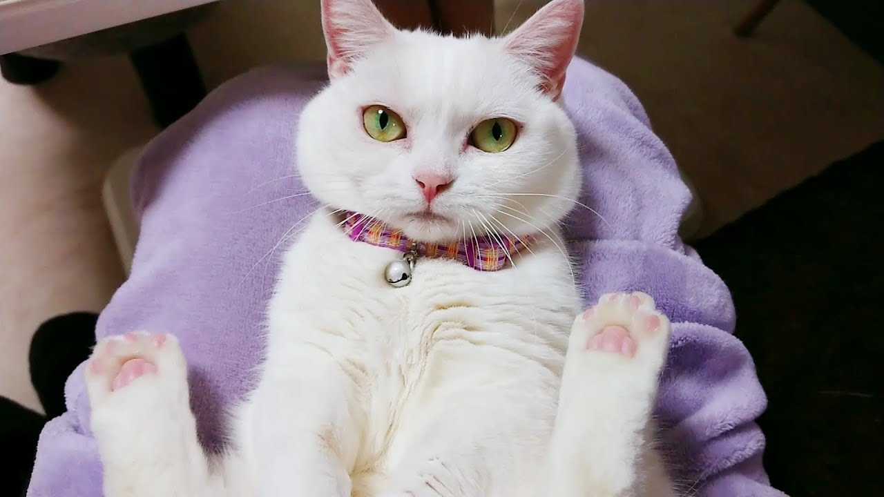 膝の上で仰向けの猫と戯れる Youtube