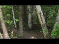 10 Minute Woodsy Treadmill Walk | Immersive Woodland Experience 