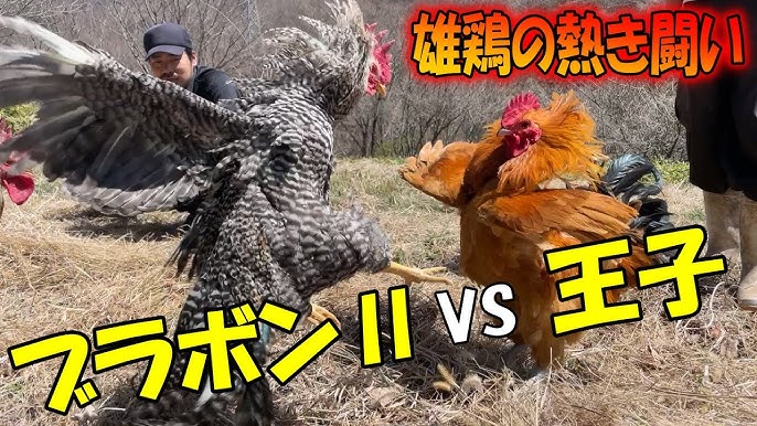 Tanani, jinsiy aloqani, erotikani suratga olish Novocherkasskda jinsiy aloqa uchun tanishish