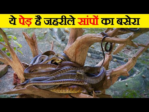 वीडियो: लिन्दन के पेड़ कहाँ उगते हैं?