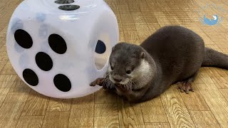 カワウソと過ごせるルートル大阪店の人気No.1カワウソが登場！Loutre Osaka's Most Popular Otter!