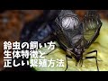 「鈴虫ってどうやって飼えばいいの？」という方必見！鈴虫を長生きさせる方法や繁殖方法を解説！