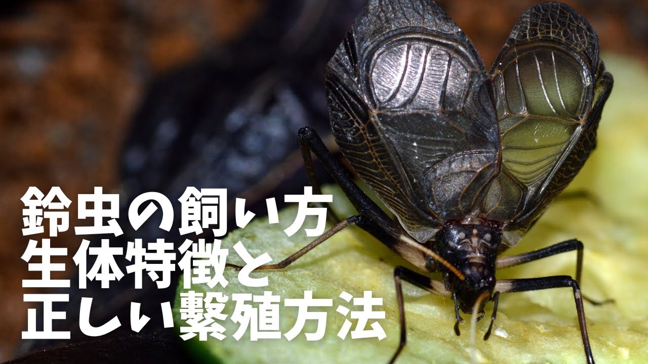 鈴虫ってどうやって飼えばいいの という方必見 鈴虫を長生きさせる方法や繁殖方法を解説 Youtube