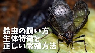 「鈴虫ってどうやって飼えばいいの？」という方必見！鈴虫を長生きさせる方法や繁殖方法を解説！