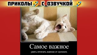 самое важное отличил и смотри смешные картинки мемы котики приколы с озвучкой 🤣