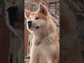 Вот как на самом деле состарили Хатико в фильме! 😲🐶