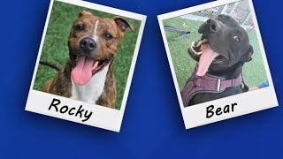 Luzerne SPCA- Best Personality