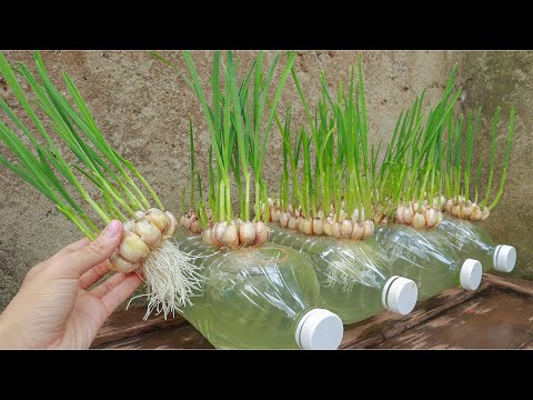 Breeding Method To Grow Garlic Quickly To Harvest