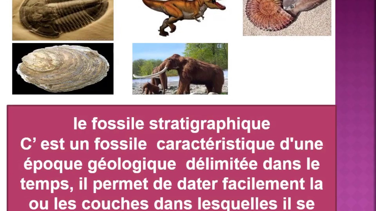 Le rôle des fossiles SVT 1AC YouTube — free download