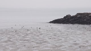 Sea Level Rise | U.S. Rep. Jared Huffman | This Week in California Politics | KQED Newsroom