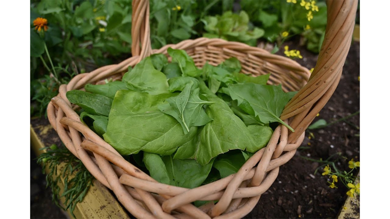 Touring the Greenhouse and Preserving Winter Spinach YouTube