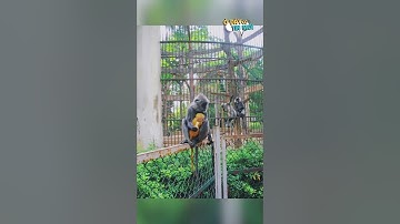 Vooc xám Thảo Cầm Viên