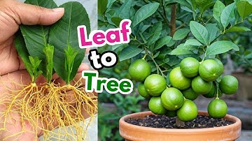 🌿Grow Your OWN LEMON Tree from Leaves with This PROVEN Method🍃