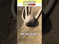 タコは賢く、直ぐに穴を探す