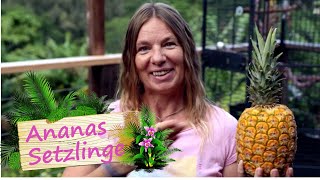 ANANAS Setzlinge  Manu zeigt, wie es ganz einfach geht | Reimanns LIFE