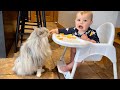 Adorable Baby Boy Shares The Most Unlikely Food With His Cat! (Cutest Ever!!)