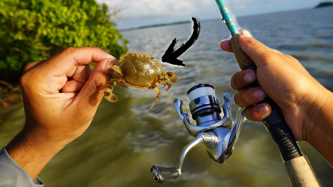 Fishing Live CRABS for REDFISH 