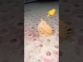 Dancing Butterfly So Lovely 🦋💃 | Cute Nature Short #trending