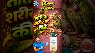 तोते के शरीर में कीड़ा है ? तो आप क्या करोगे #babyparrot #parrot #drrahulbirdcare