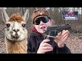 Save the drama for my llama