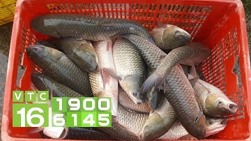 Phòng trị bệnh đốm đỏ trên cá trắm cỏ I VTC16